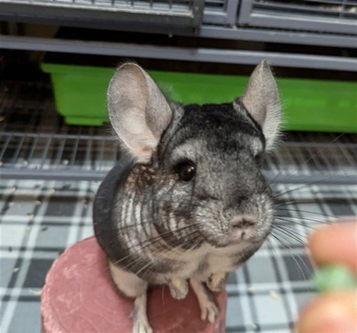 LULU - Chinchilla available for adoption