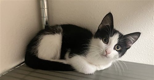 ERIK - Domestic Short Hair available for adoption