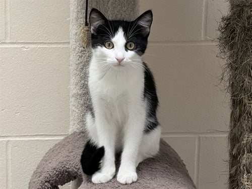 ERIK - Domestic Short Hair available for adoption