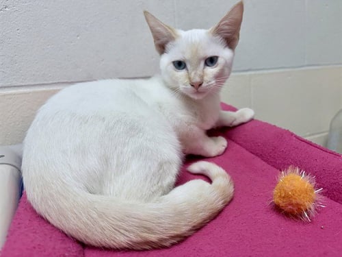 GOOSE - Domestic Short Hair available for adoption