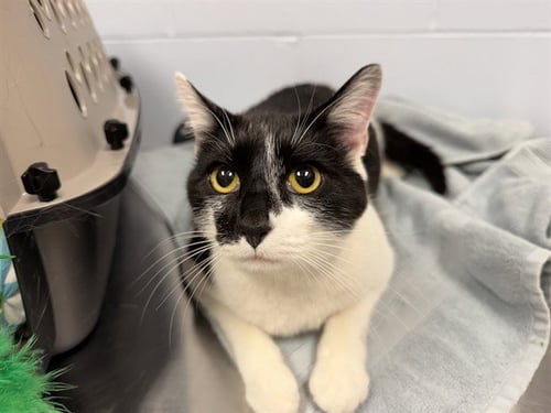 TINKER - Domestic Short Hair available for adoption