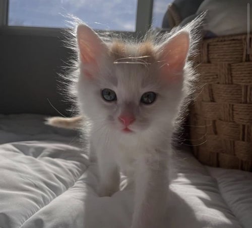 KENICKIE - Domestic Medium Hair available for adoption