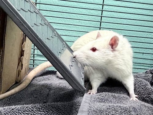 SNOWBALL - Rat available for adoption