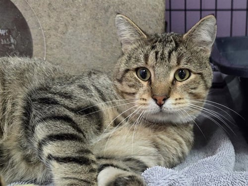 HAROLD - Domestic Short Hair available for adoption