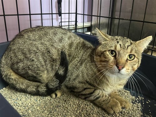 HAROLD - Domestic Short Hair available for adoption