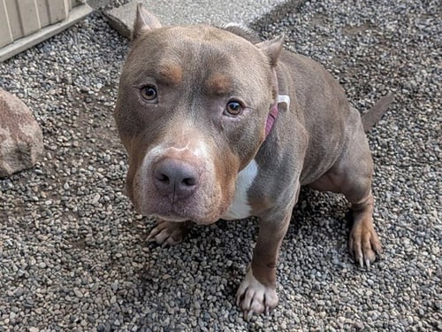 FERGUS - Pit Bull Terrier available for adoption
