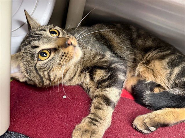 PERSEIA - Domestic Short Hair available for adoption