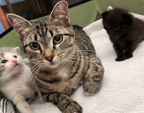 BEANIE - Domestic Short Hair available for adoption