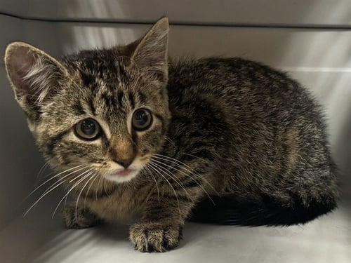 FIDOLA - Domestic Short Hair available for adoption