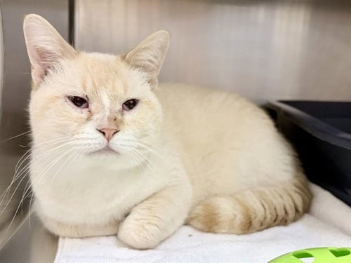 DELBERT - Siamese available for adoption