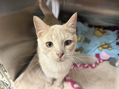 IWASHI - Domestic Short Hair available for adoption