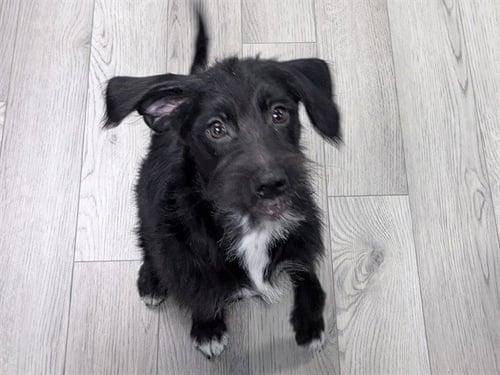 JUKE - Terrier for adoption in Des Moines