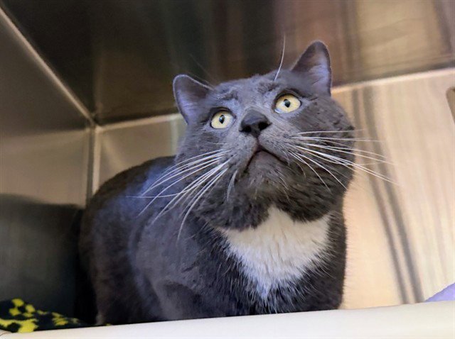 DARNELL - Domestic Short Hair for adoption in Des Moines