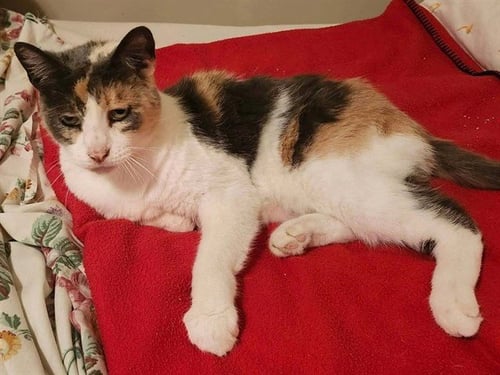 CALI - Domestic Short Hair available for adoption