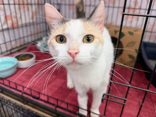 DOTTY - Domestic Short Hair for adoption in Des Moines