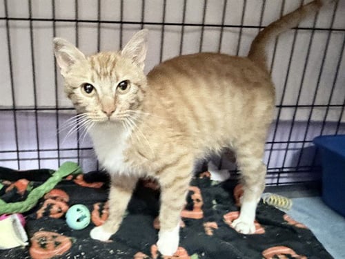 GINNY - Domestic Short Hair available for adoption