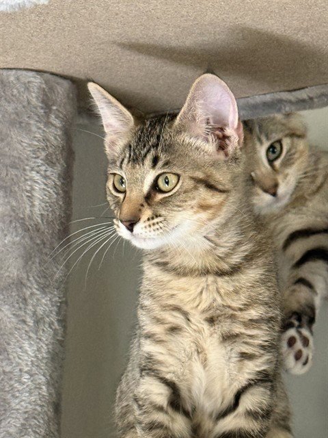 CHARLOTTE - Domestic Short Hair available for adoption
