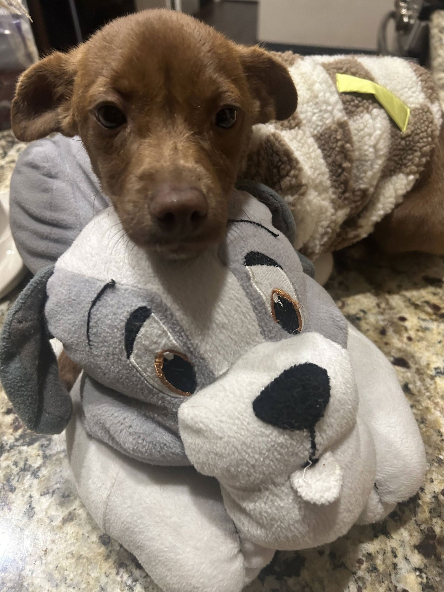 FINLEY, A SMALL CHOCOLATE PUPPY - Dachshund / Poodle (unknown type) available for adoption