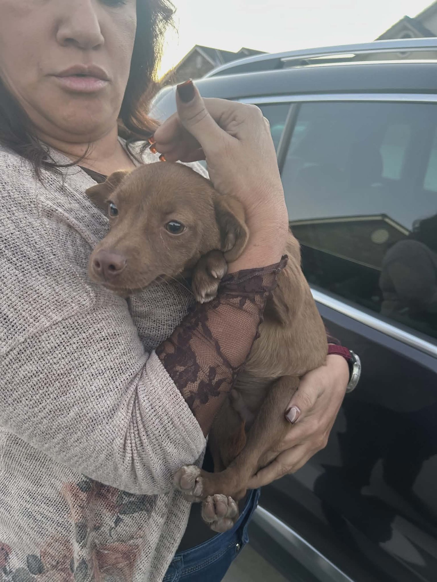 FINLEY, A SMALL CHOCOLATE PUPPY - Dachshund / Poodle (unknown type) available for adoption