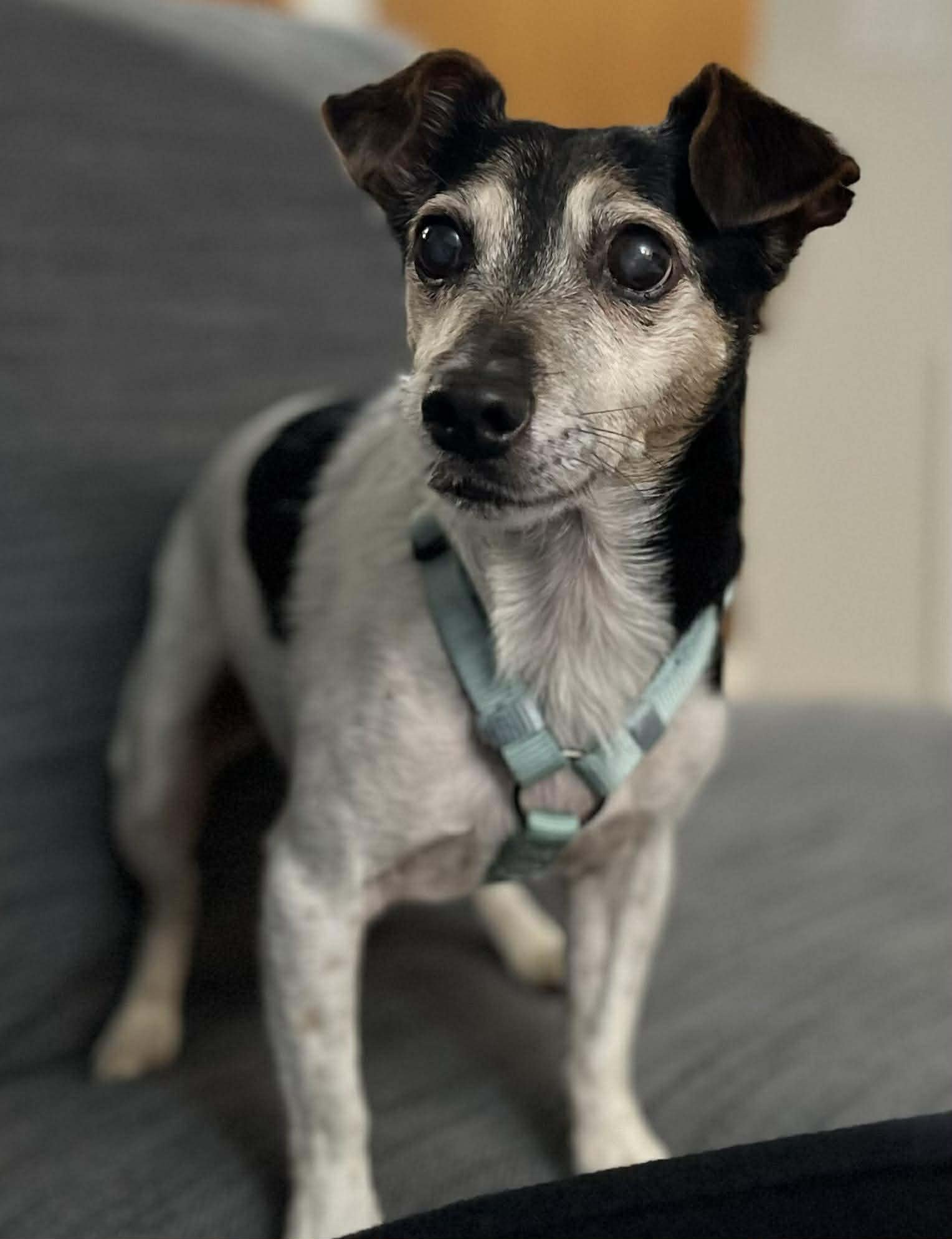 KIWI A JACK RUSSELL BOY - Jack Russell Terrier available for adoption