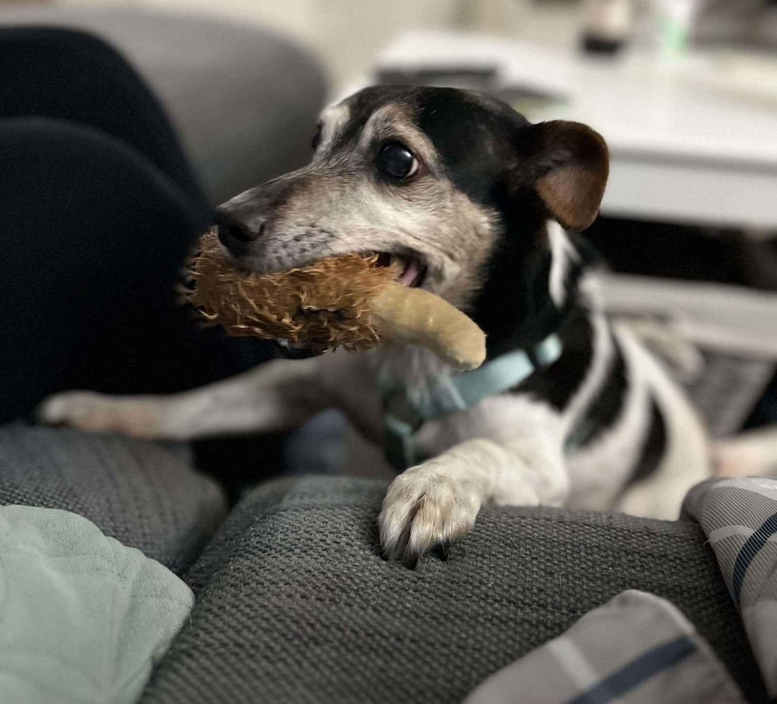 KIWI A JACK RUSSELL BOY - Jack Russell Terrier available for adoption