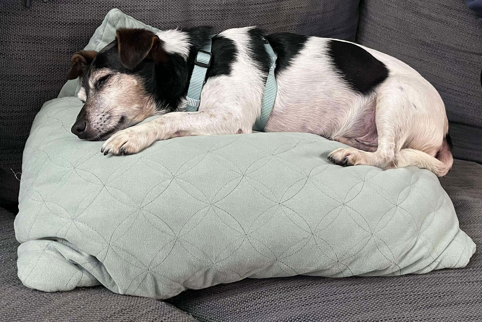 Kiwi a Jack Russell boy - Photo 3