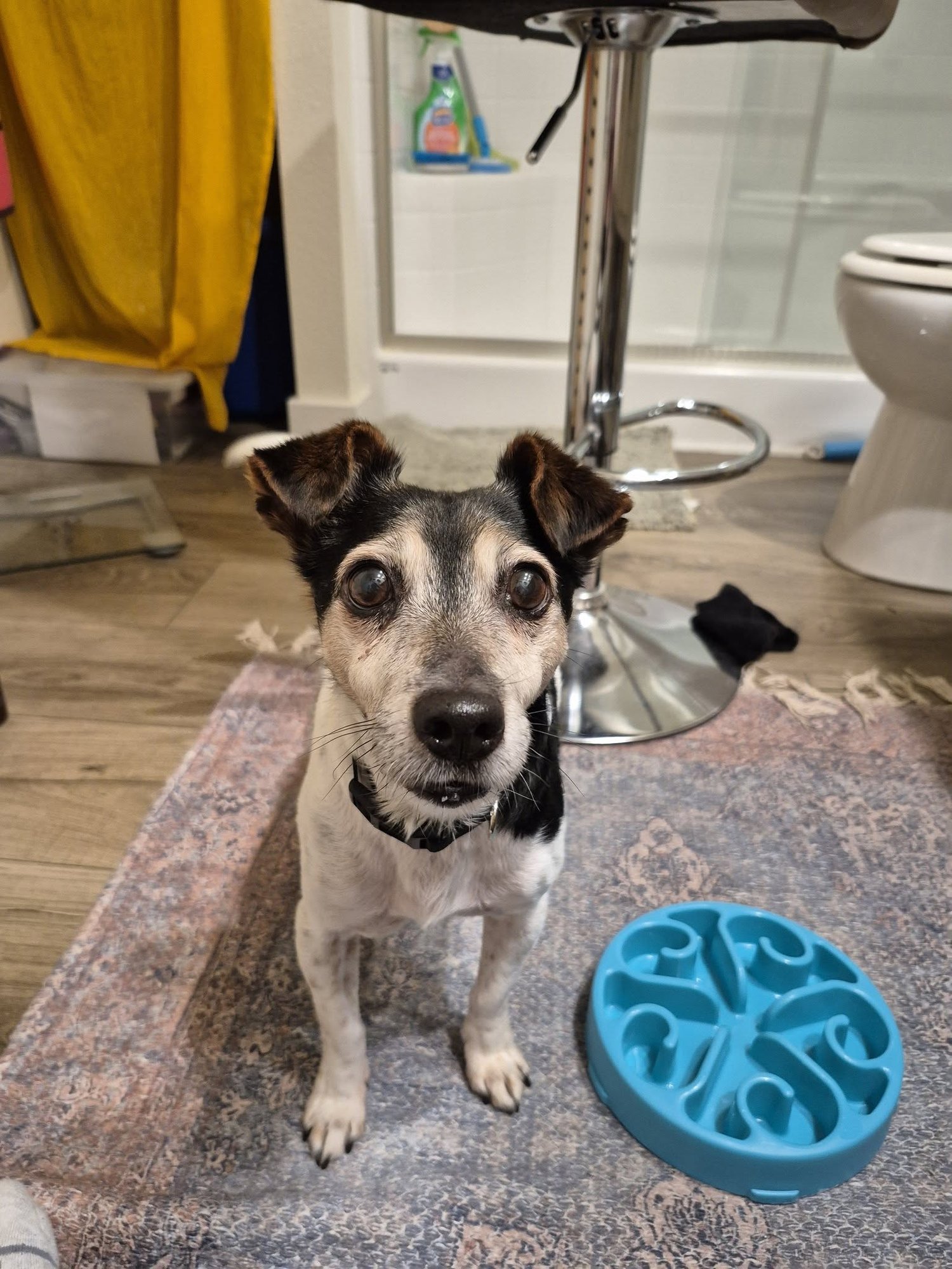 Kiwi a Jack Russell boy - Photo 4