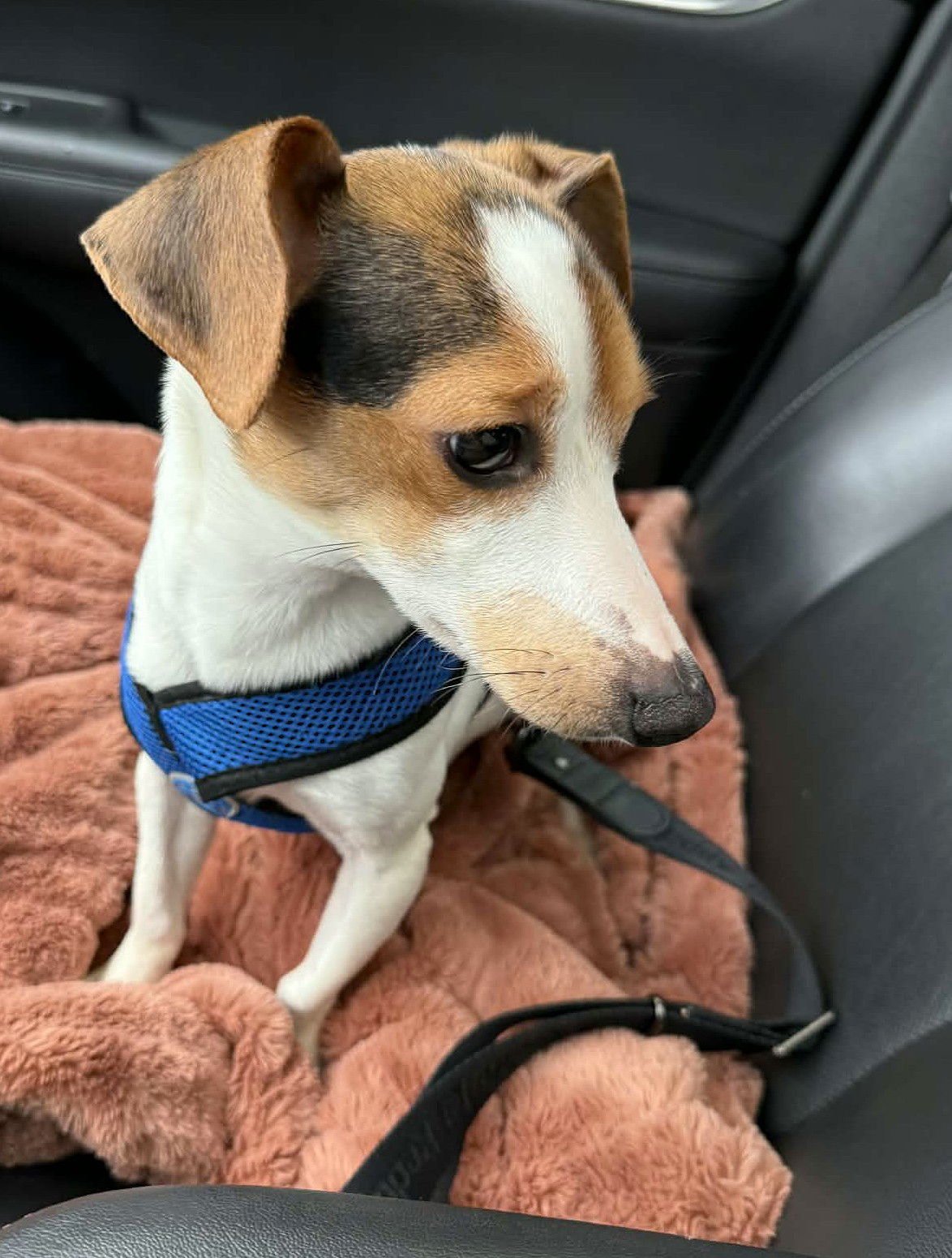 TURBO A YOUNG BEAGLE-CHIHUAHUA MIX - Beagle / Chihuahua available for adoption