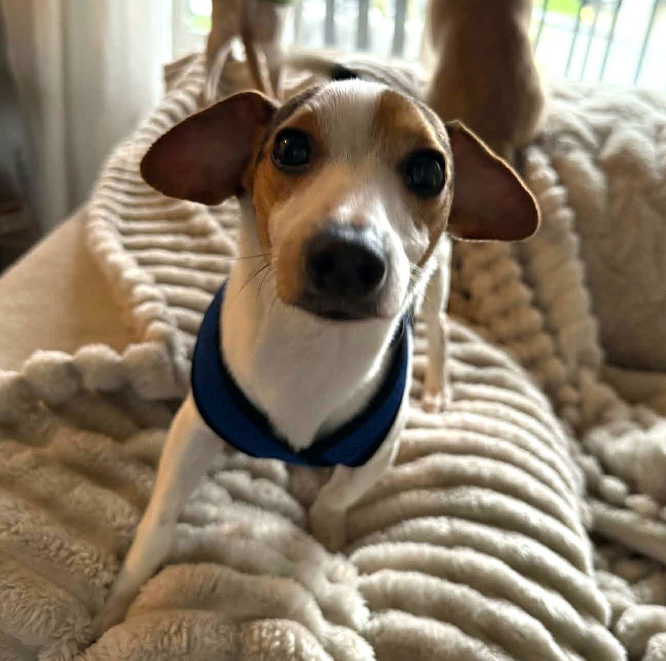 TURBO A YOUNG BEAGLE-CHIHUAHUA MIX - Beagle / Chihuahua available for adoption