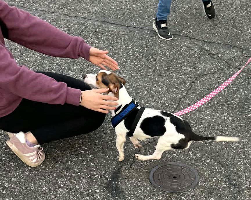 Turbo a young Beagle-Chihuahua mix - Photo 3