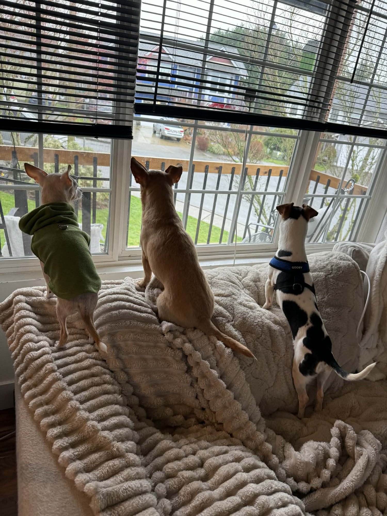 Turbo a young Beagle-Chihuahua mix - Photo 5