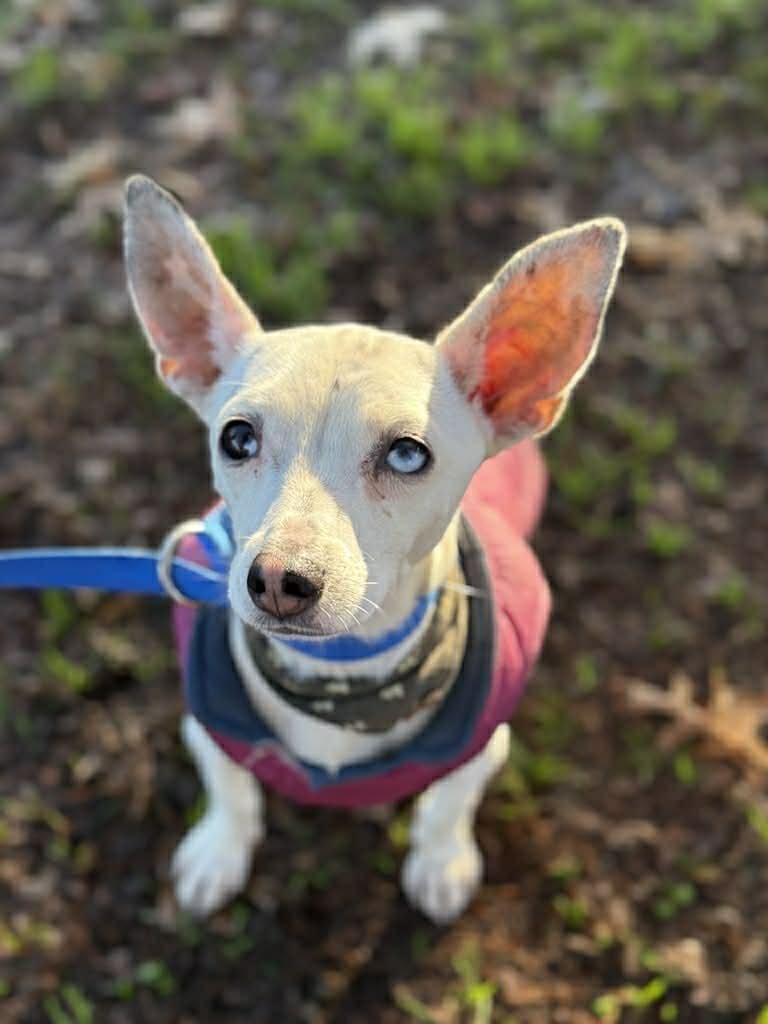 LUPITA, AN ITALIAN GREYHOUND MIX FEMALE - Italian Greyhound available for adoption