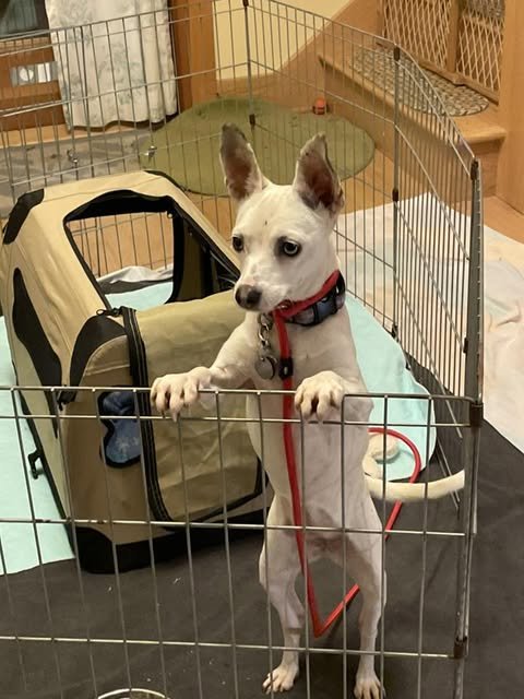 LUPITA, AN ITALIAN GREYHOUND MIX FEMALE - Italian Greyhound available for adoption