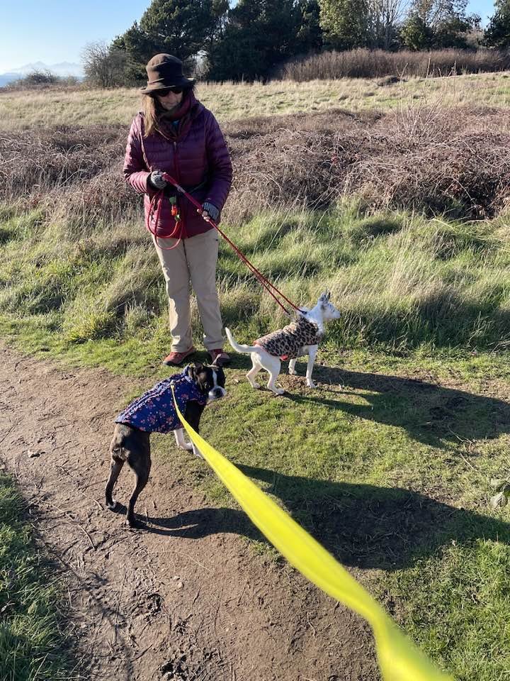 Lupita, an Italian Greyhound mix female - Photo 3