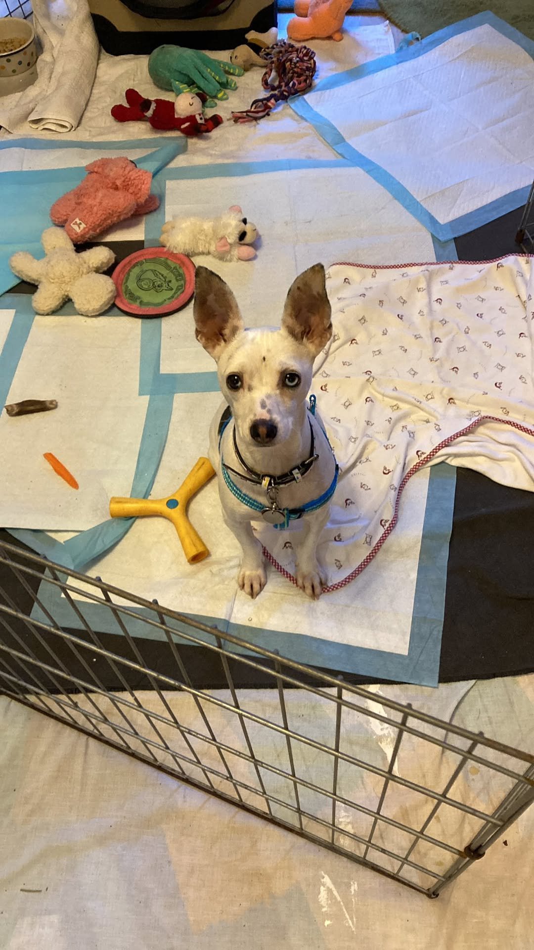 Lupita, an Italian Greyhound mix female - Photo 4