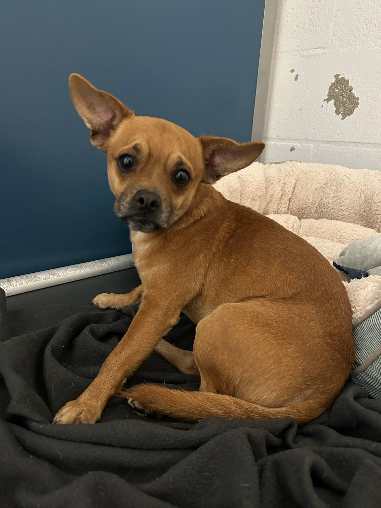 HERCULES A FRENCH BULLDOG-CHIHUAHUA - French Bulldog / Chihuahua available for adoption