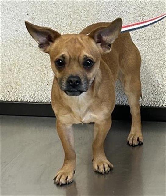 HERCULES A FRENCH BULLDOG-CHIHUAHUA - French Bulldog / Chihuahua available for adoption