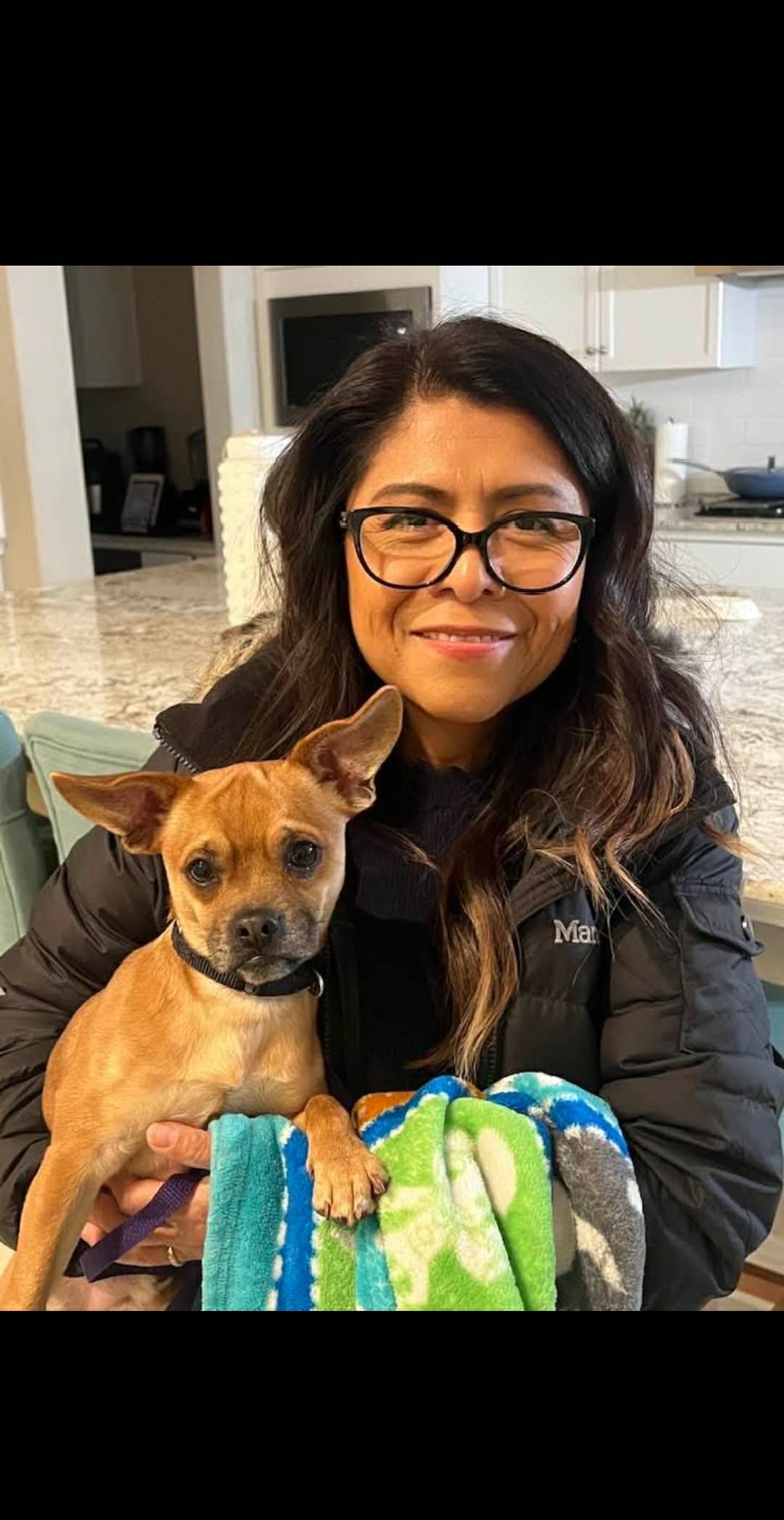 Hercules a French Bulldog-Chihuahua - Photo 3