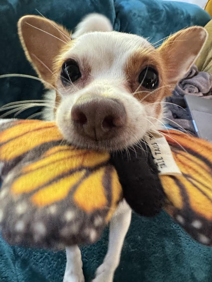 SENNA A YOUNG POMERANIAN-CHIHUAHUA - Pomeranian / Chihuahua available for adoption