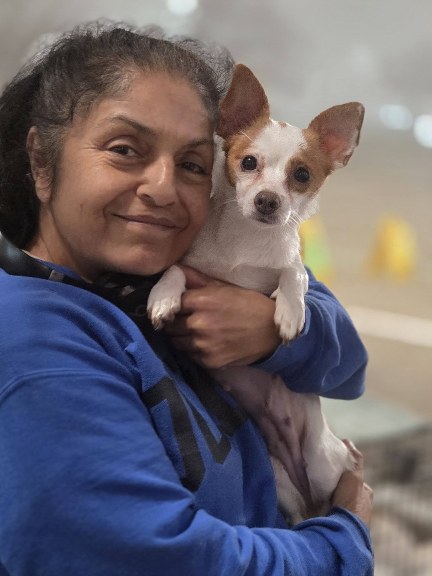 SENNA A YOUNG POMERANIAN-CHIHUAHUA - Pomeranian / Chihuahua available for adoption