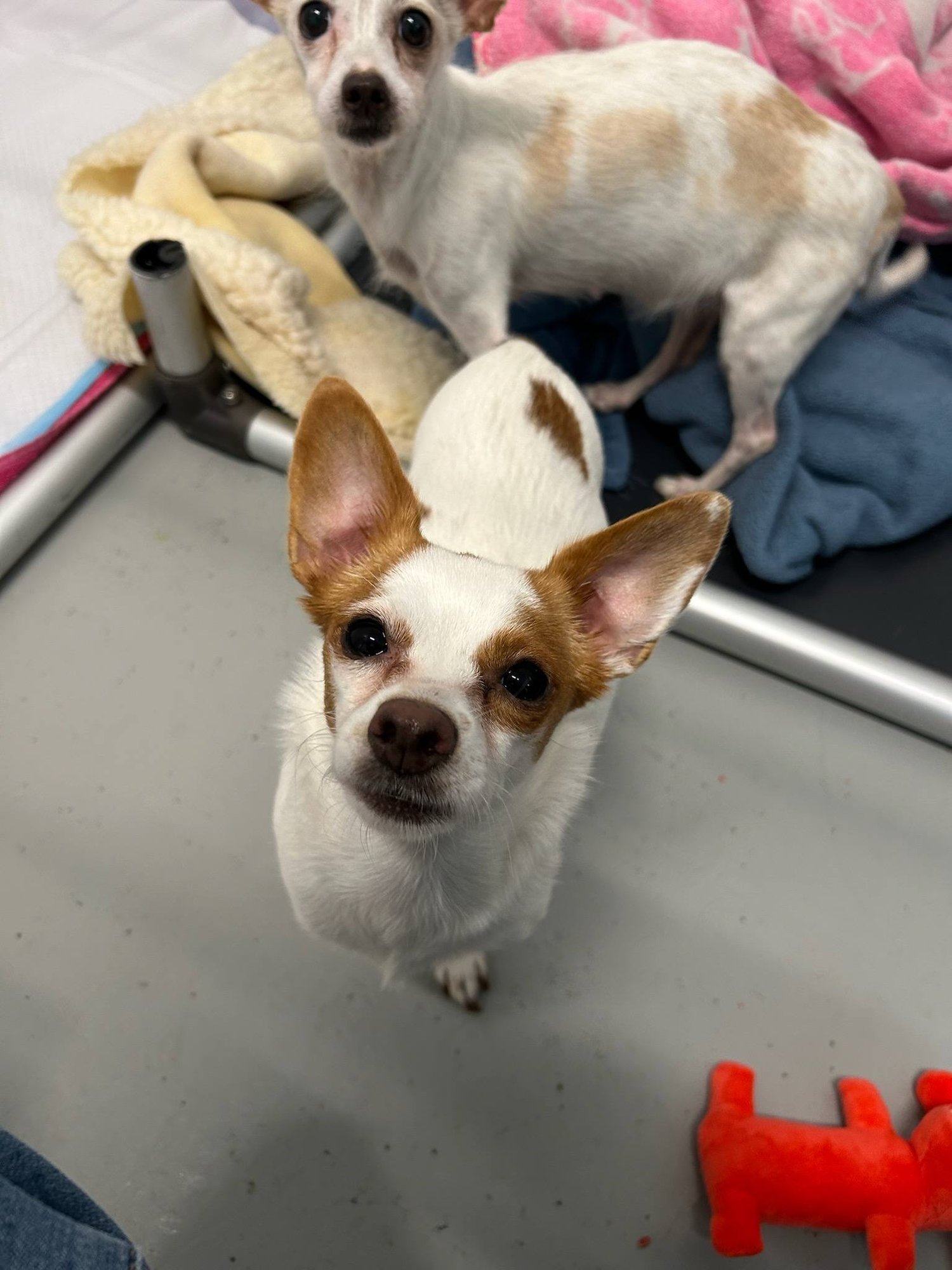 Senna A Young Pomeranian-Chihuahua - Photo 3