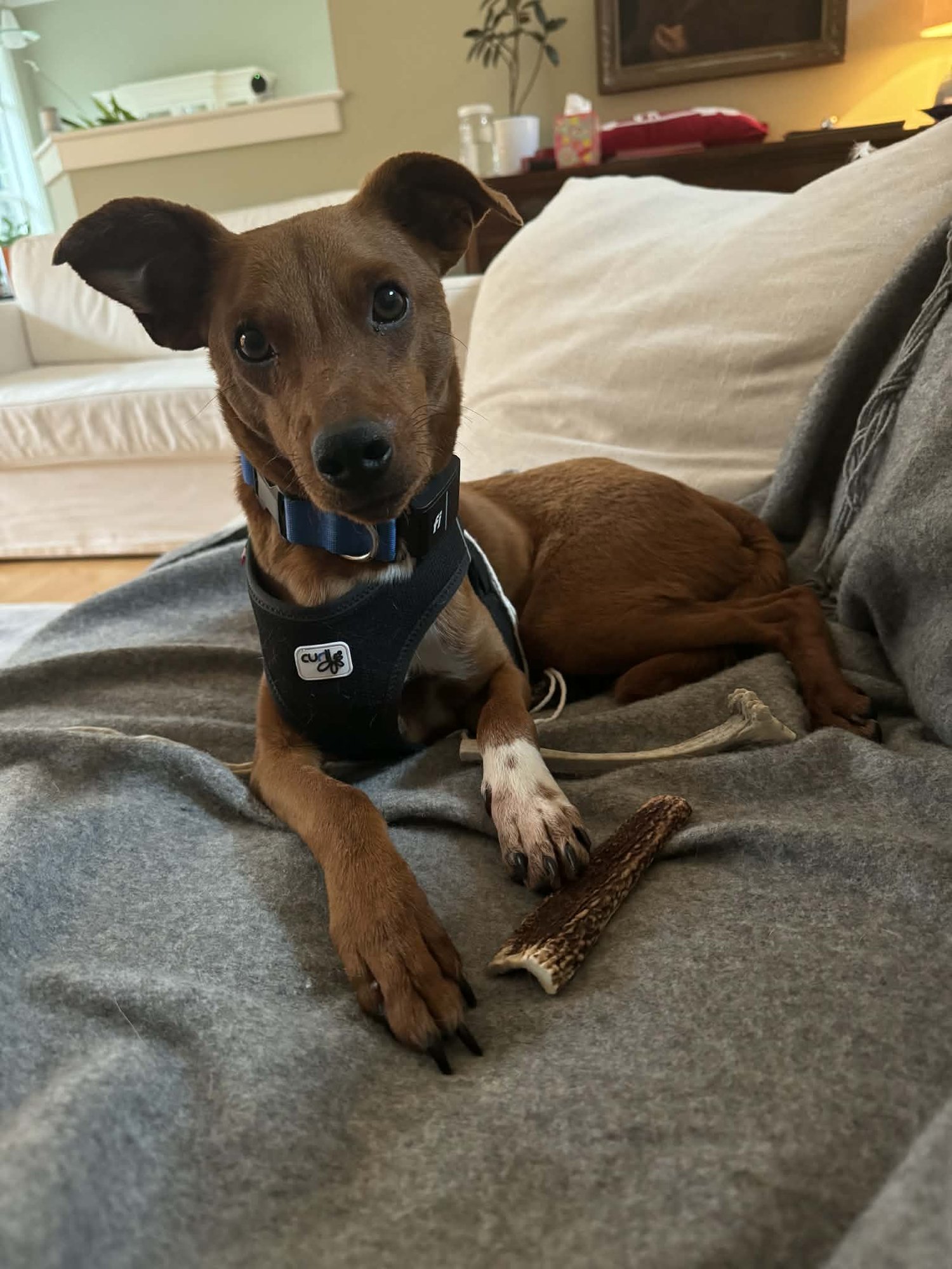 HERSHEY, A SMALL MIXED BREED - Whippet / Australian Shepherd available for adoption