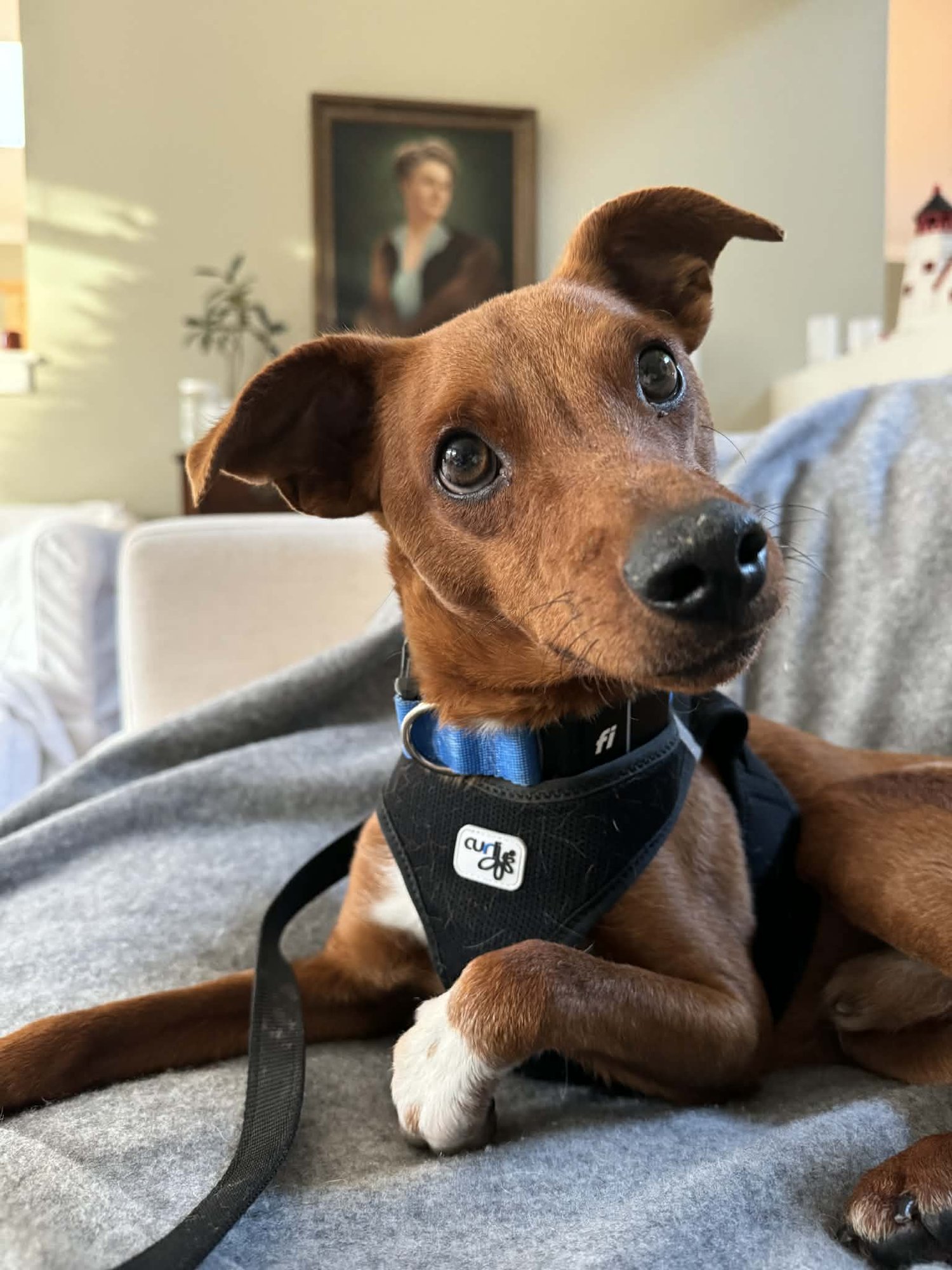 HERSHEY, A SMALL MIXED BREED - Whippet / Australian Shepherd available for adoption