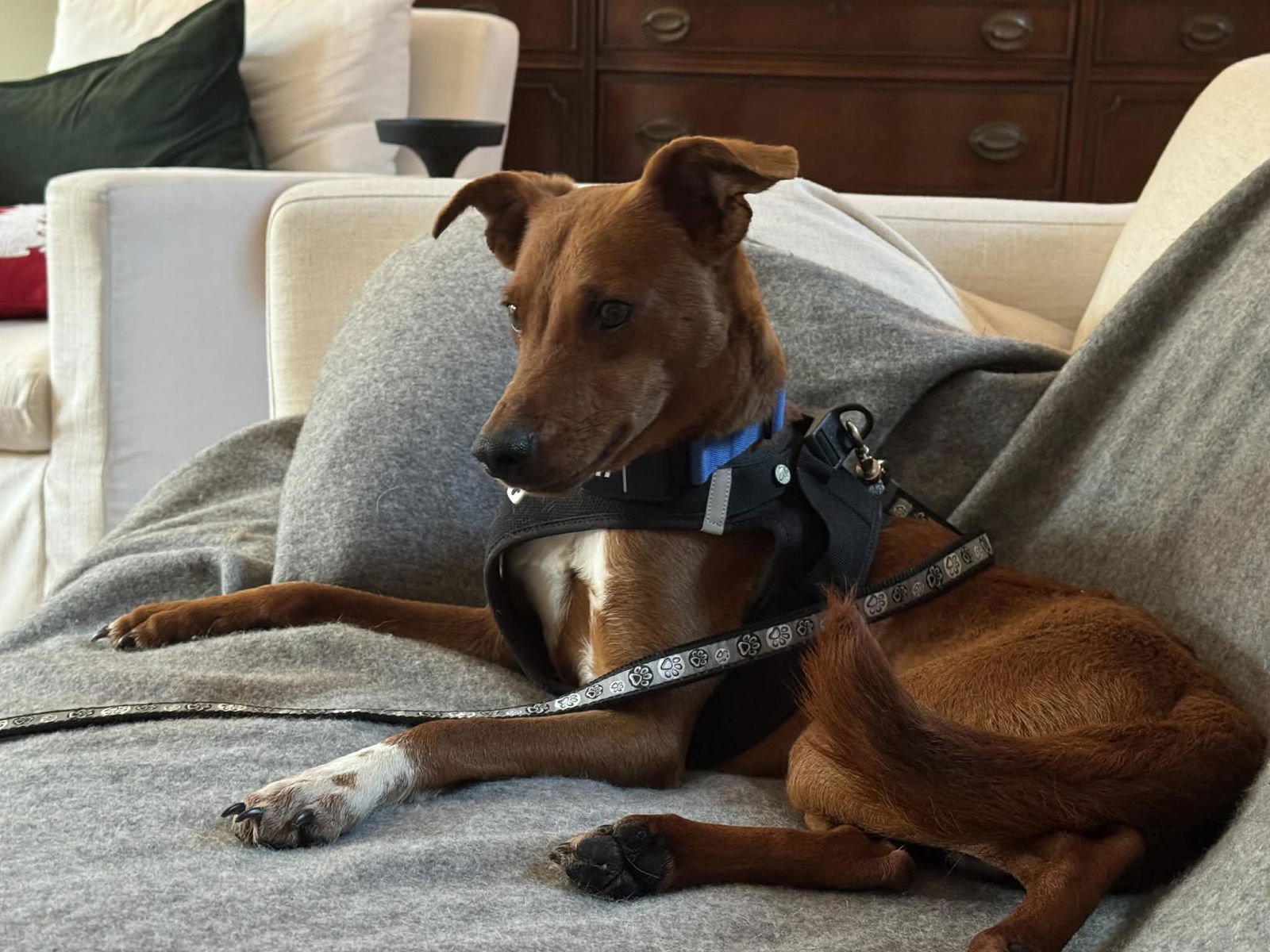 Hershey, a small mixed breed - Photo 3