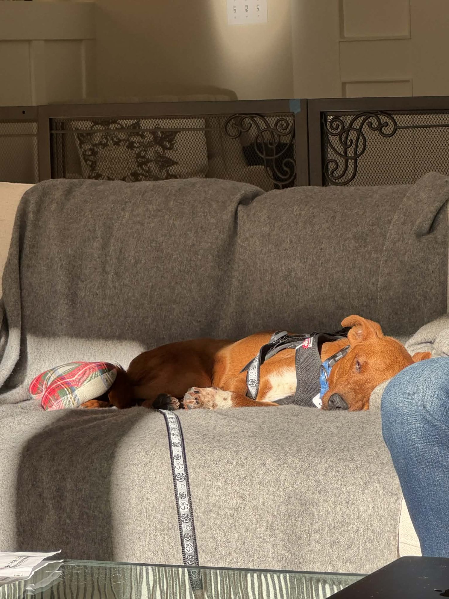 Hershey, a small mixed breed - Photo 4