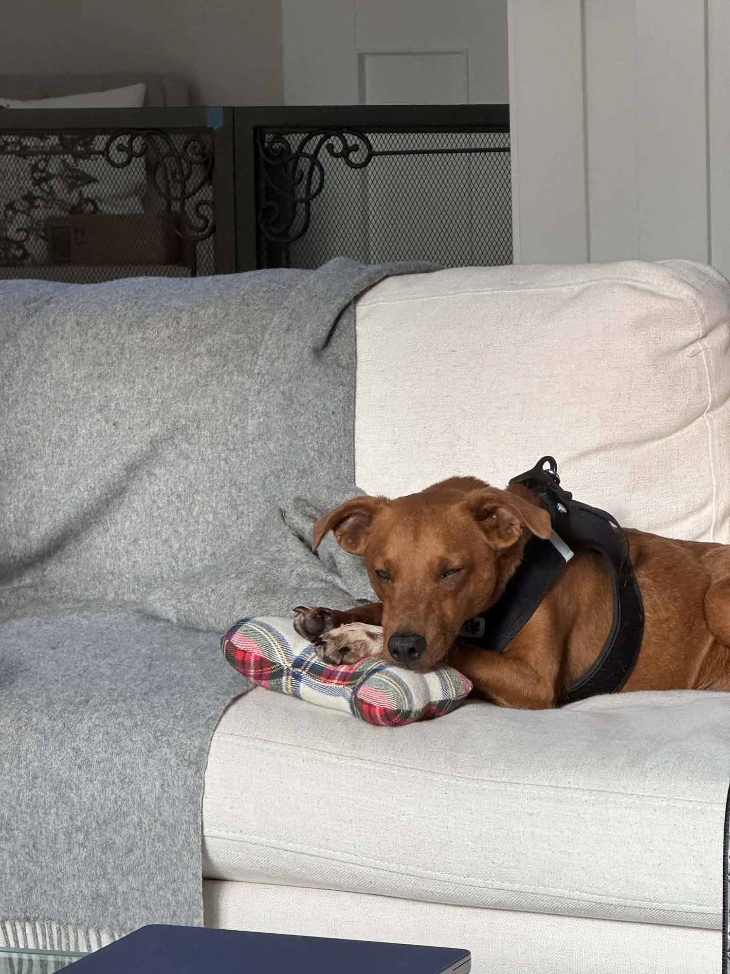 Hershey, a small mixed breed - Photo 5