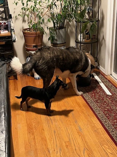 CHARLIE AND CODY. BONDED DORGI BROTHERS - Dachshund / Corgi available for adoption