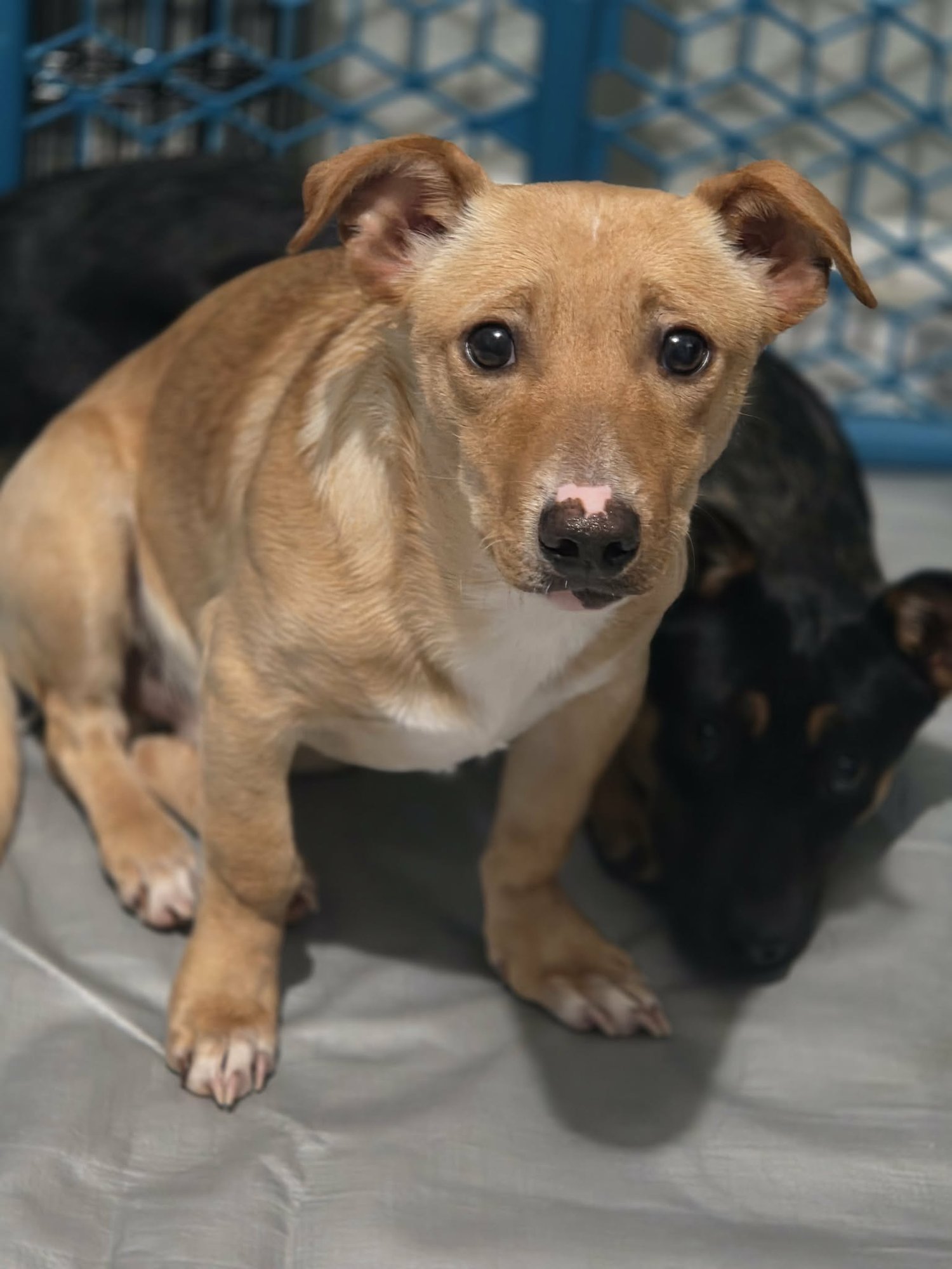 Charlie and Cody. Bonded Dorgi Brothers - Photo 3