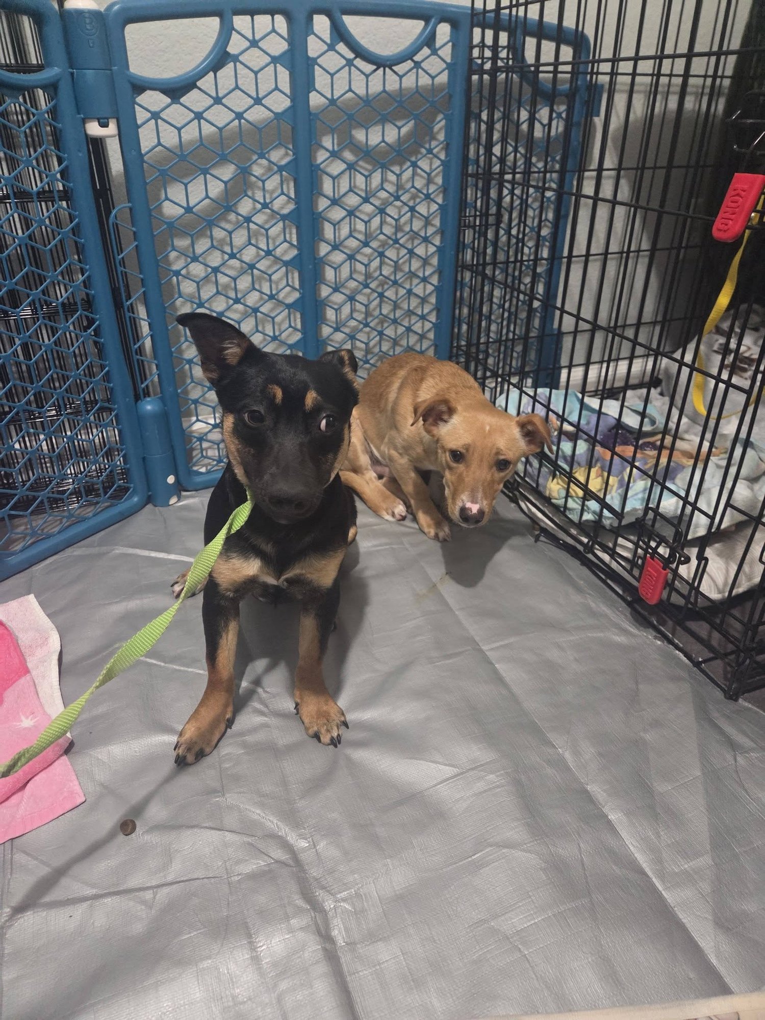 Charlie and Cody. Bonded Dorgi Brothers - Photo 5