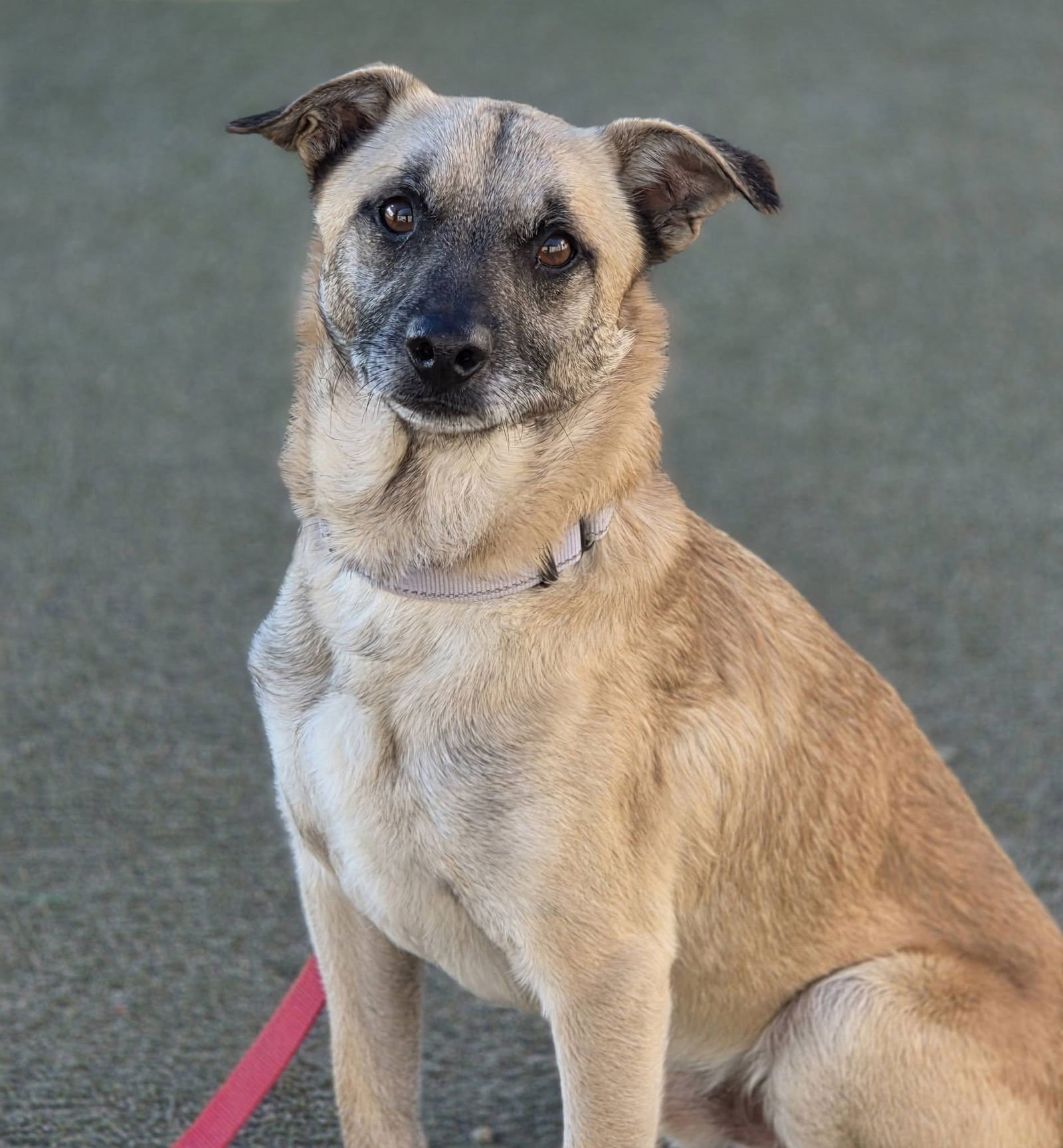 MAXWELL, A SMALL SHEPHERD MIX ADULT - Belgian Shepherd Tervuren available for adoption